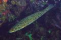 Labrus viridis